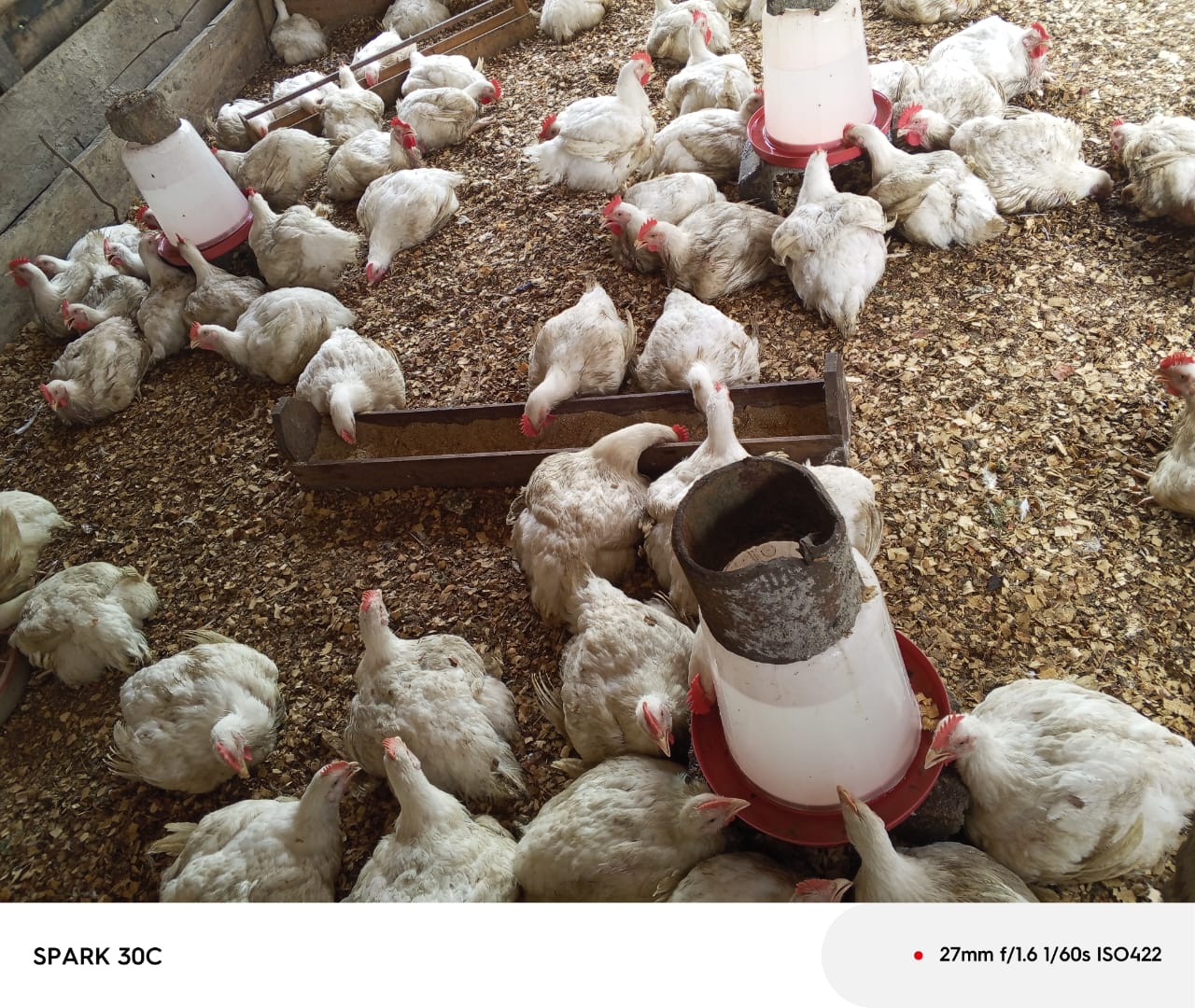 Élevage de poulets de chair adultes