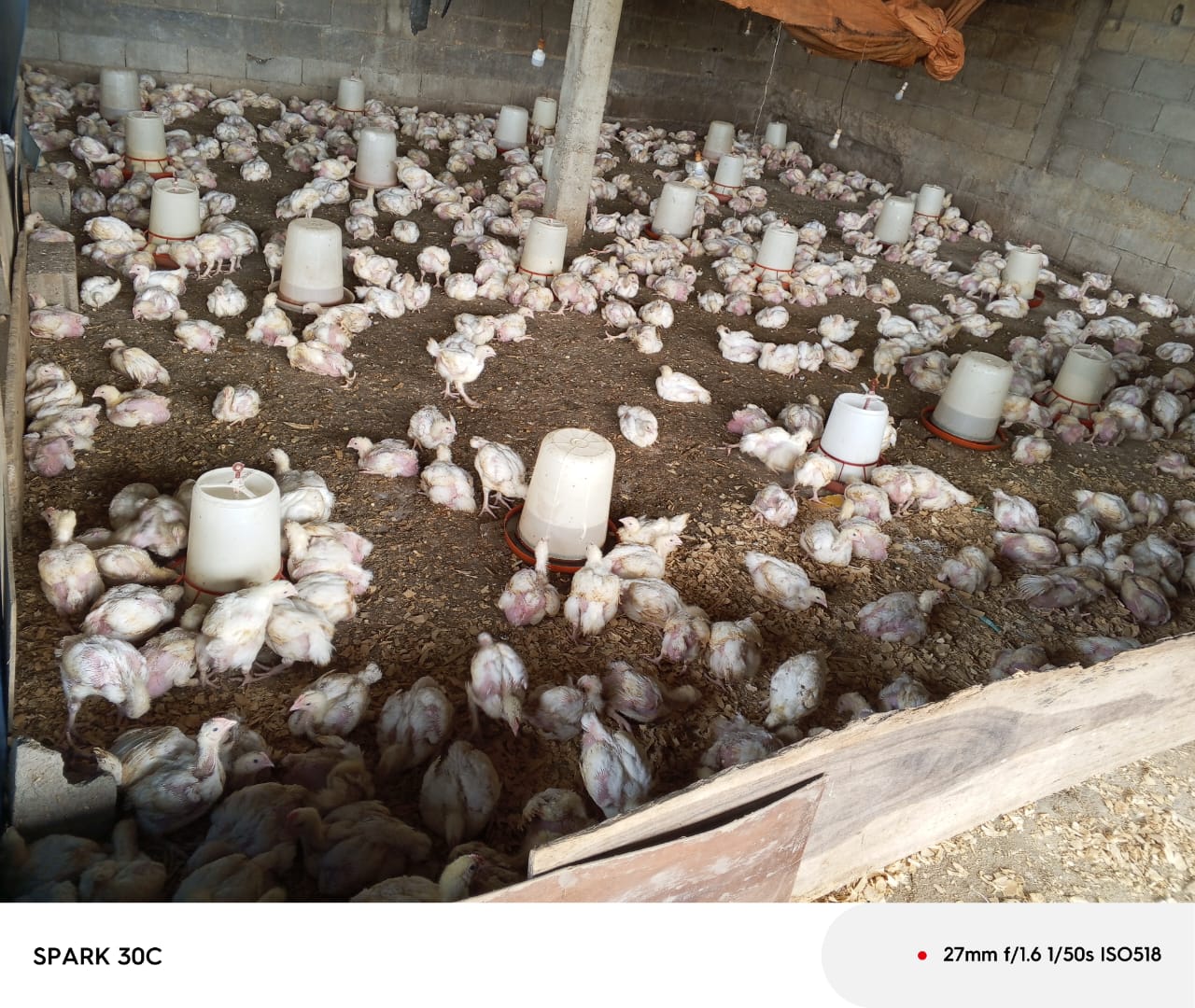 Élevage de poussins en croissance
