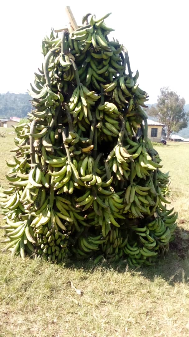 Récolte abondante de régimes de plantain