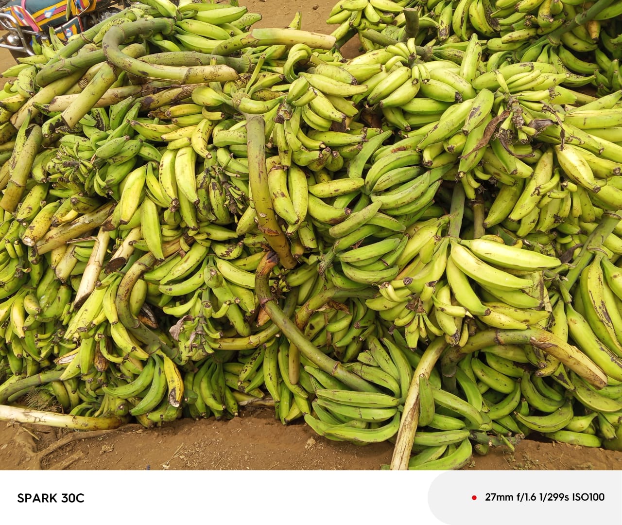 Récolte massive de bananes plantain