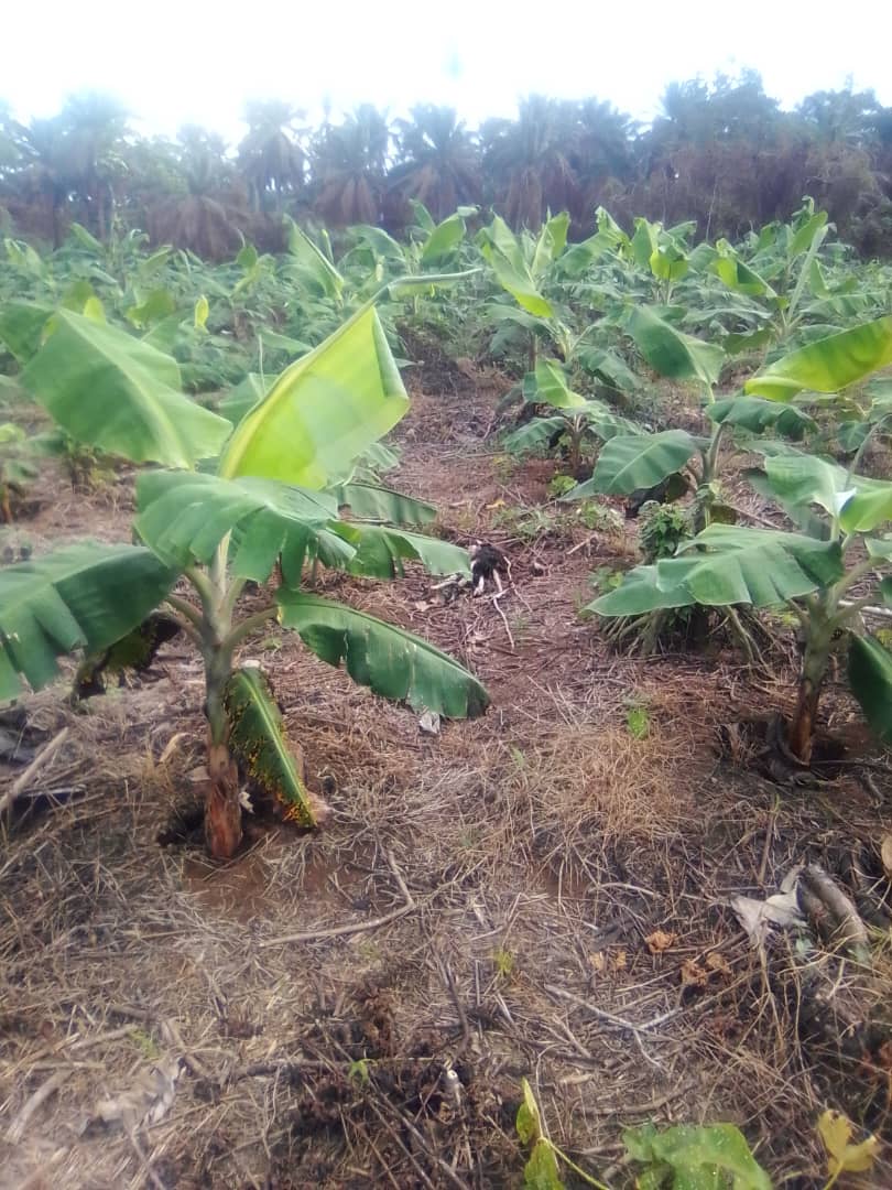 Plantation de bananier plantain