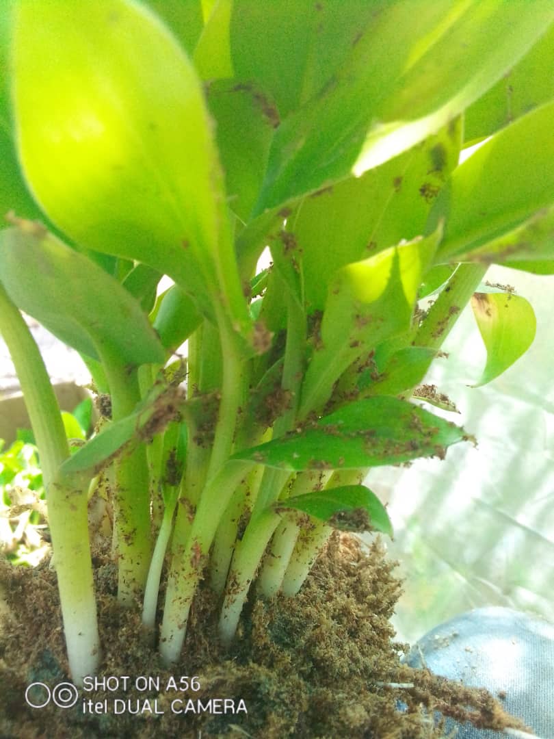 Jeunes plants de bananier en germination